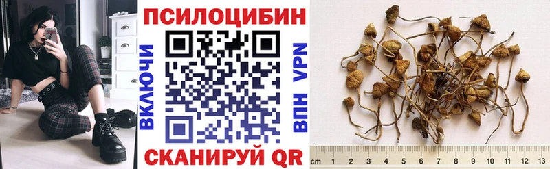 Купить закладки  Сосновый Бор  Псилоцибиновые грибы Magic Shrooms 